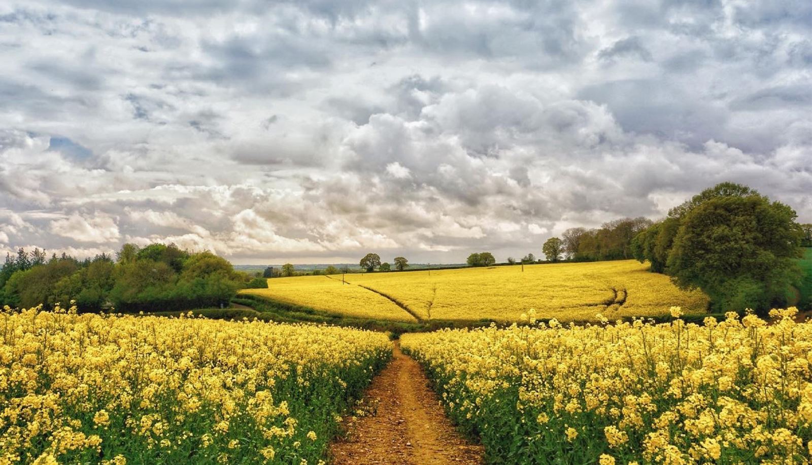 Rapeseed Field in Hampshire